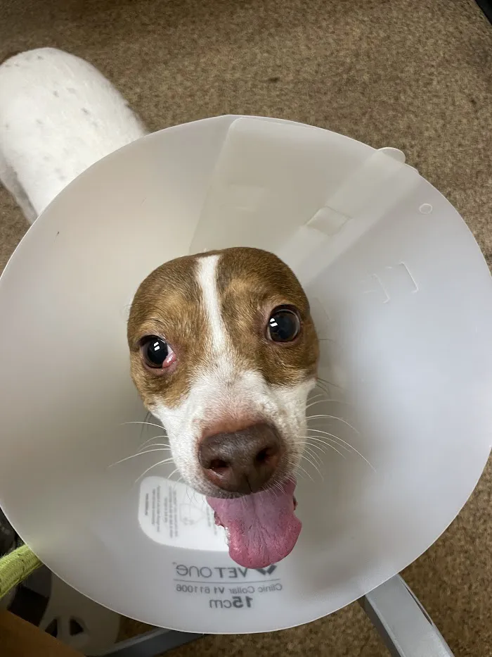 Tempe Veterinary Hospital 12
