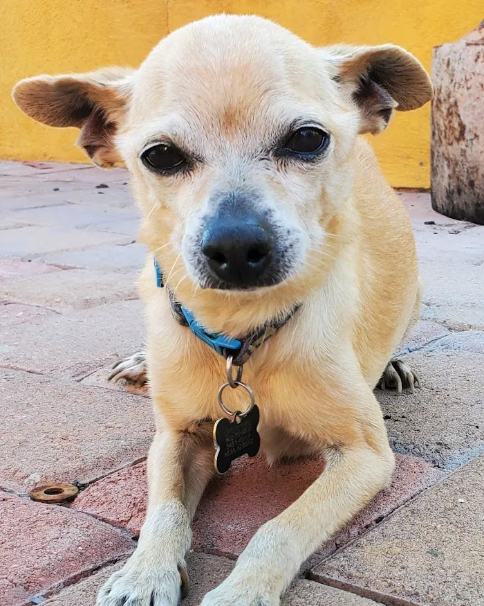 VCA Tri City Animal Hospital and Acacia Cat Hospital 12