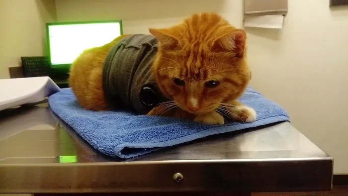 VCA Tri City Animal Hospital and Acacia Cat Hospital 12