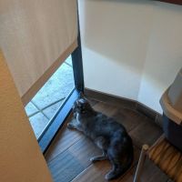 VCA Tri City Animal Hospital and Acacia Cat Hospital ico