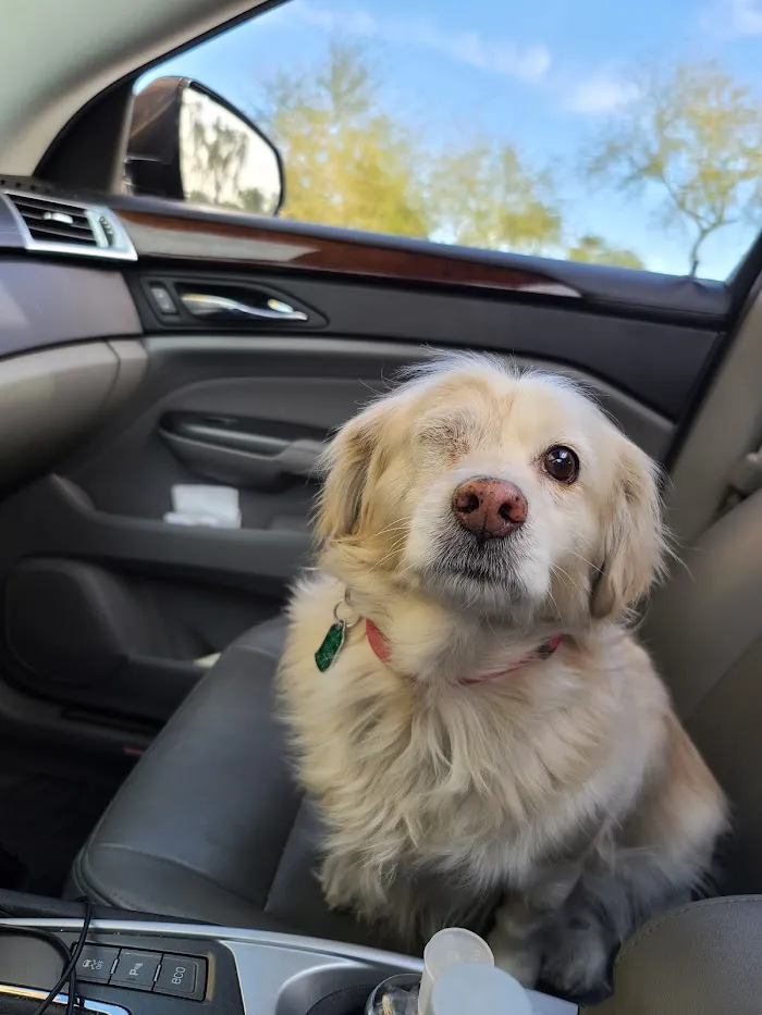 Scottsdale Veterinary Specialty and Emergency Center 12