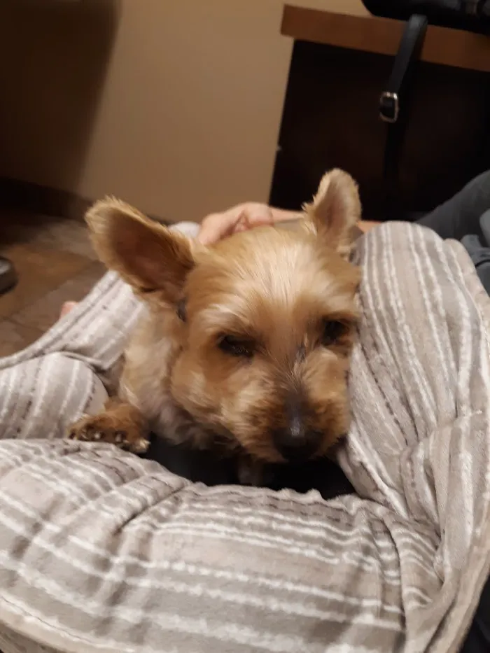 Scottsdale Veterinary Specialty and Emergency Center 12
