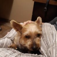 Scottsdale Veterinary Specialty and Emergency Center ico
