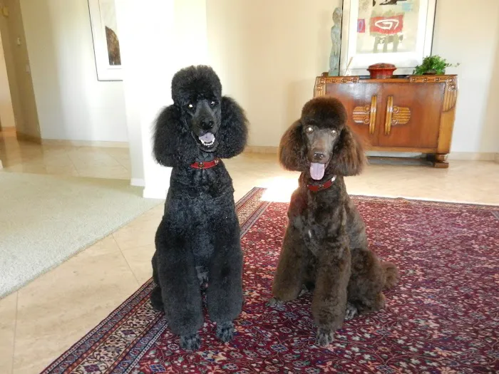 Dermatology for Animals - Scottsdale 12