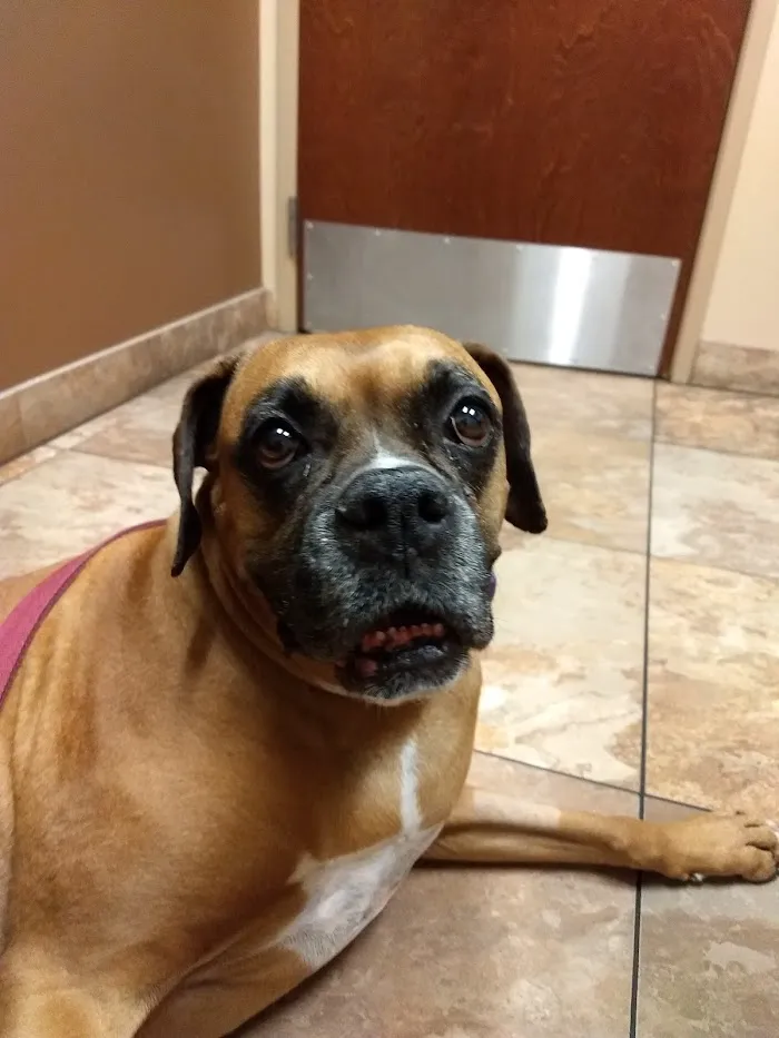 Dermatology for Animals - Scottsdale 12