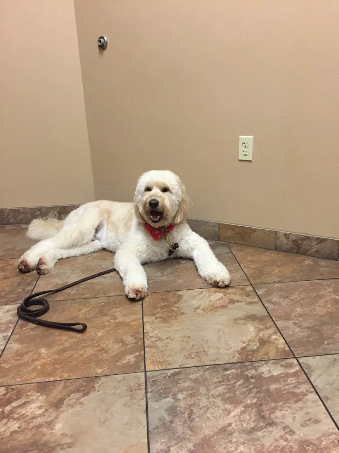 Dermatology for Animals - Scottsdale 12