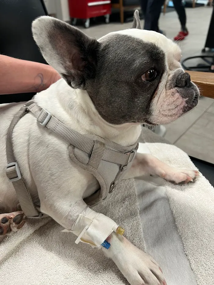 Veterinary Emergency Group 12