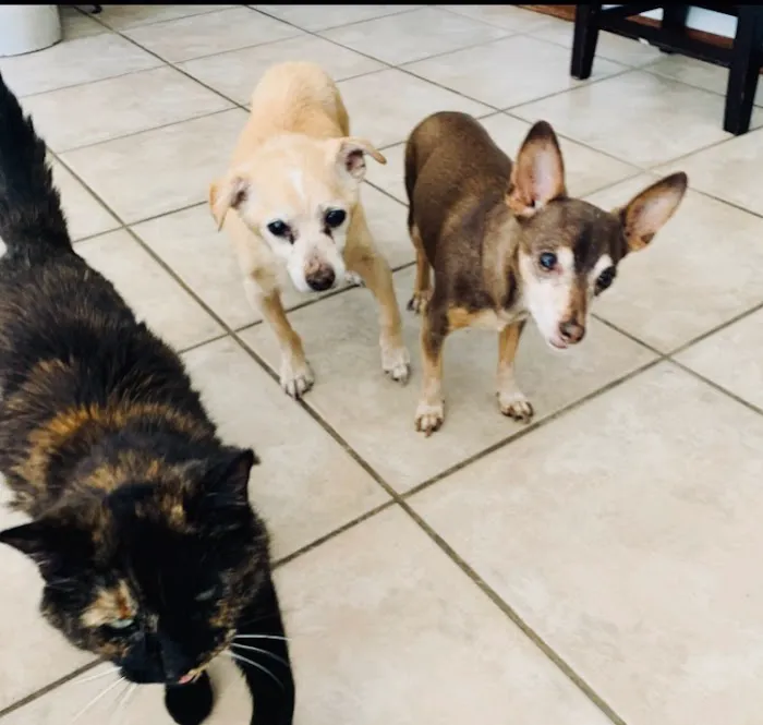 Valley Vet Care - Mobile euthanasia services 1