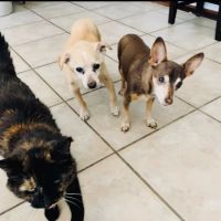 Valley Vet Care - Mobile euthanasia services ico