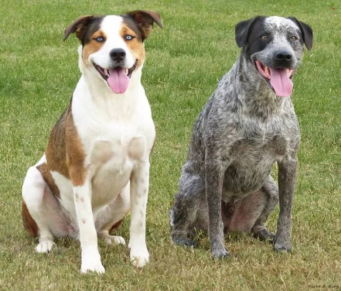 Valley Vet Care - Mobile euthanasia services 7