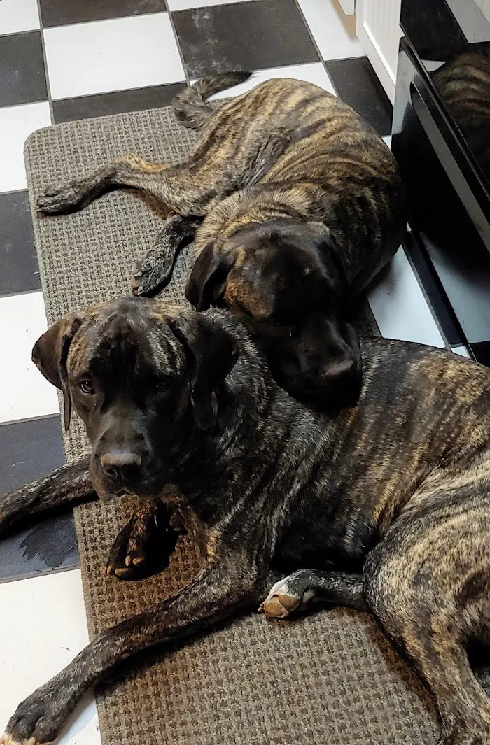 Valley Vet Care - Mobile euthanasia services 10