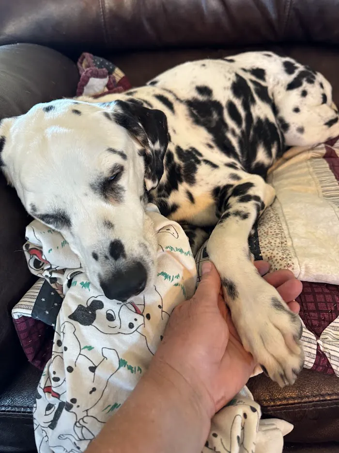 Valley Vet Care - Mobile euthanasia services 3