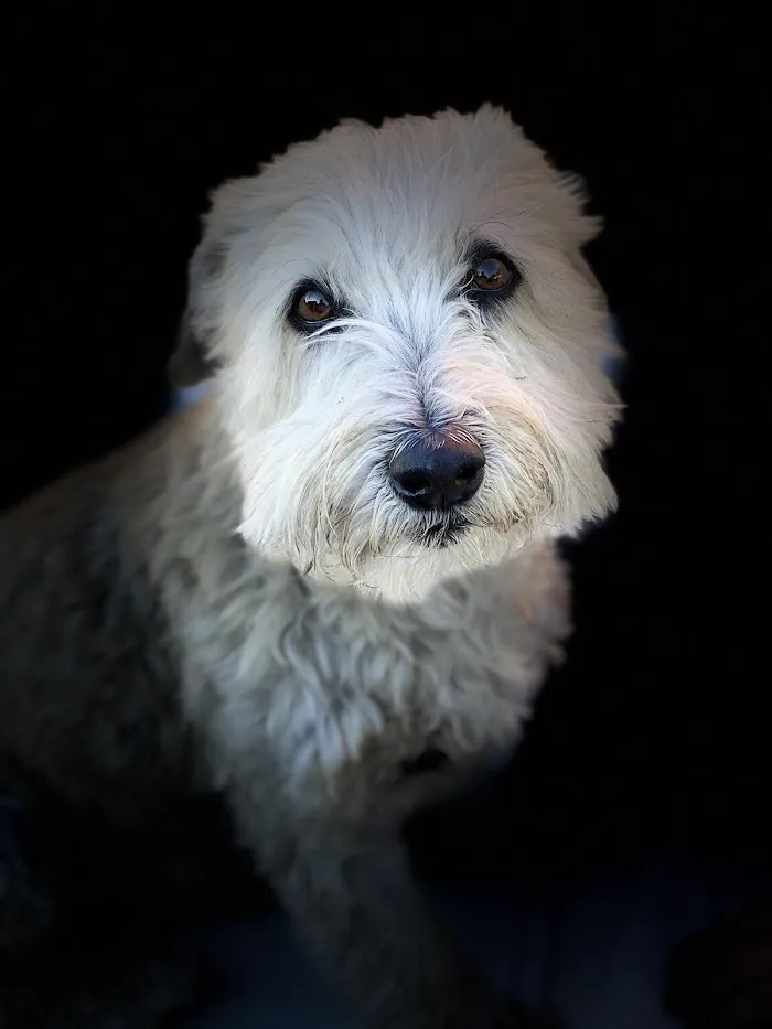 Valley Vet Care - Mobile euthanasia services 9