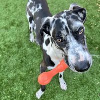VetMED Emergency & Specialty Veterinary Hospital ico