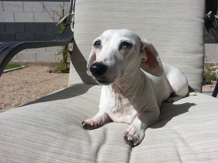 Phoenix Veterinary Referral & Emergency Center 4