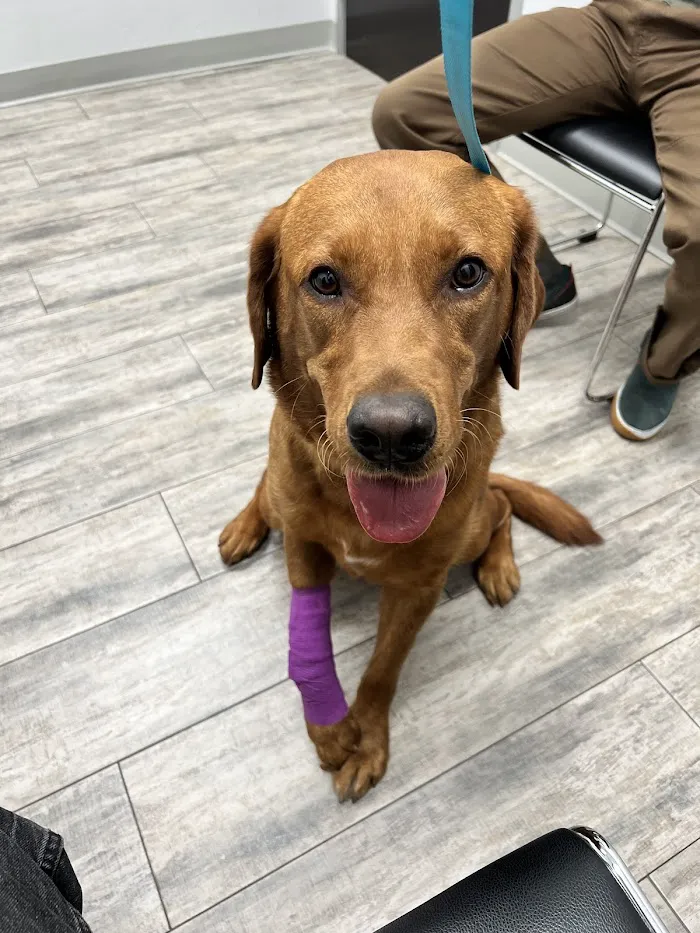 Phoenix Veterinary Referral & Emergency Center 8