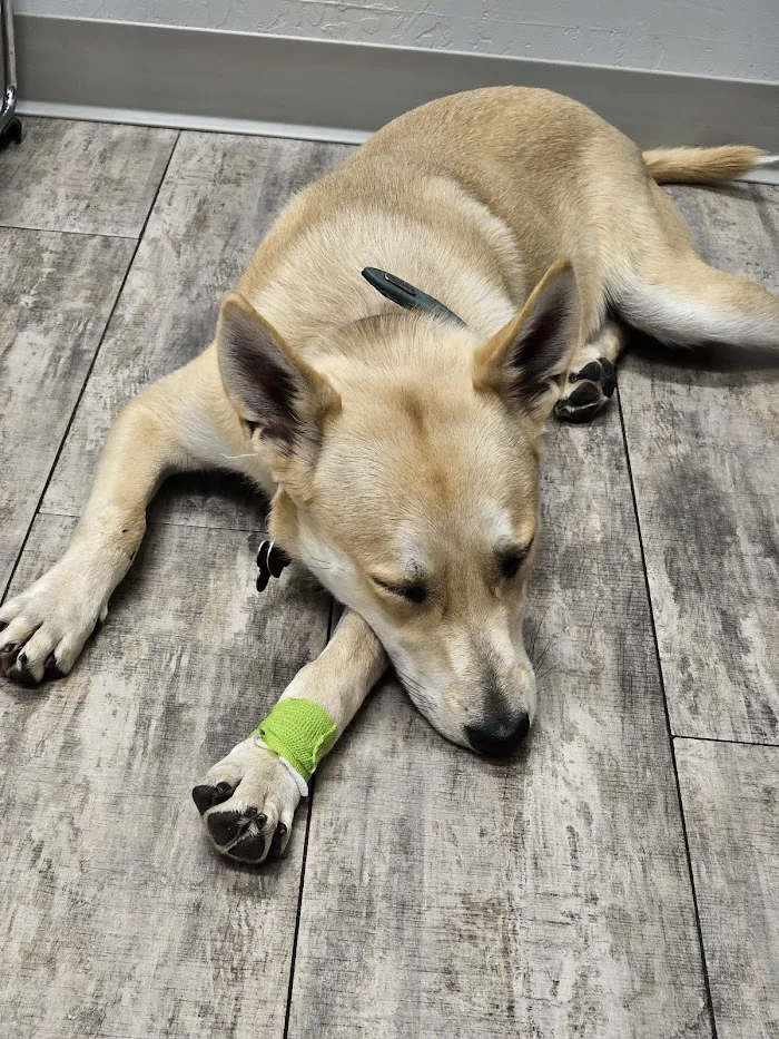 Phoenix Veterinary Referral & Emergency Center 3