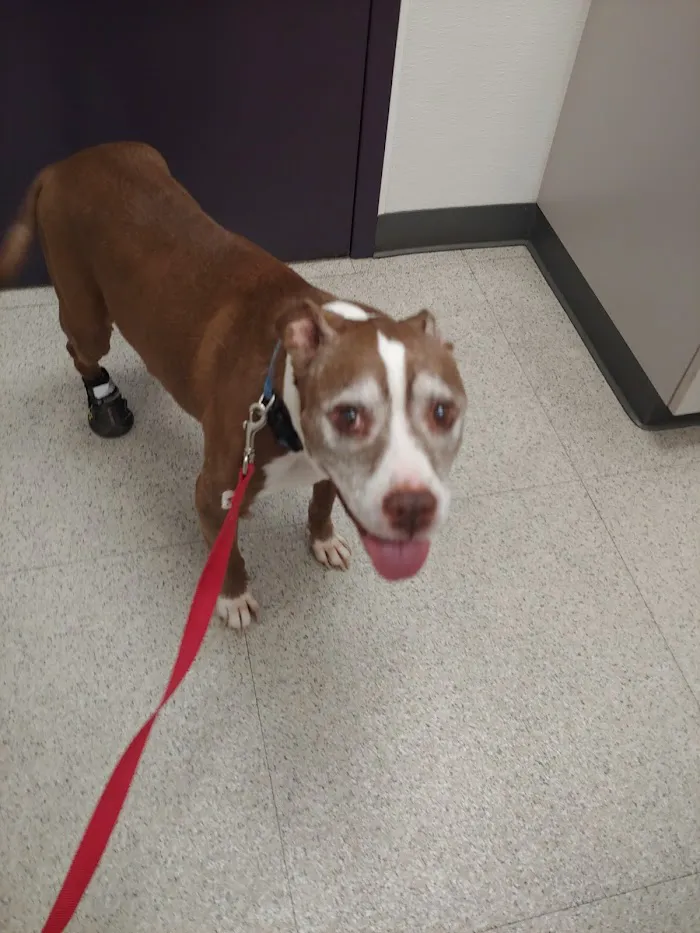 Family VetCare of Mesa 12