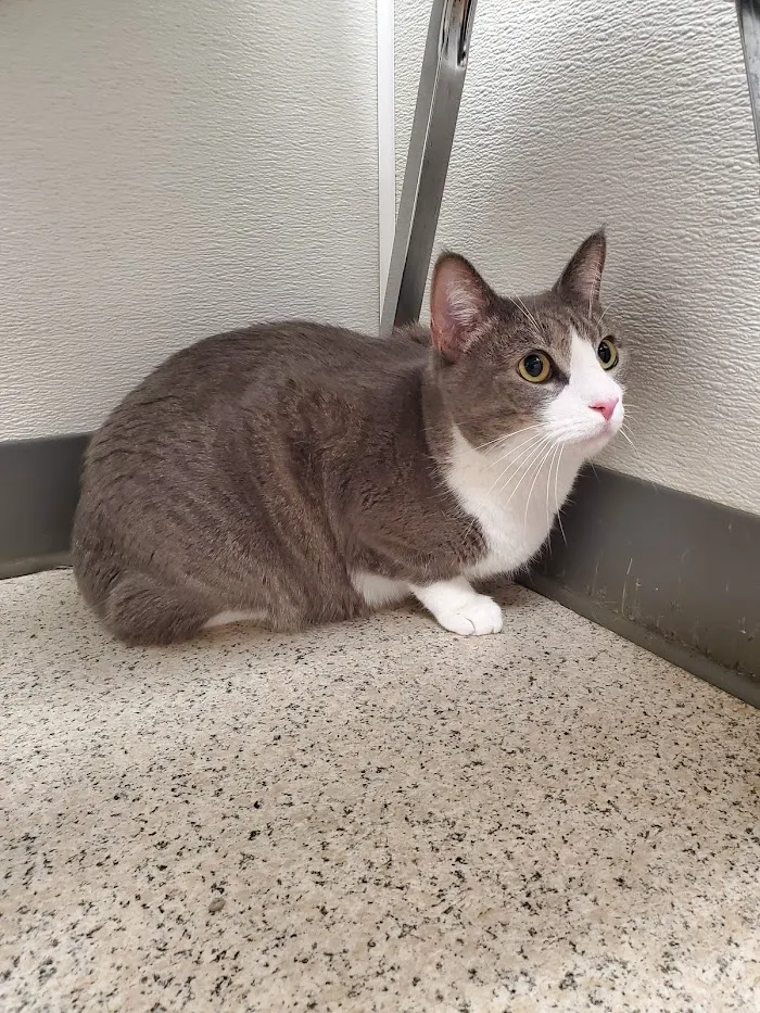 Family VetCare of Mesa 12