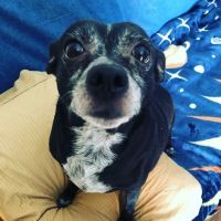 Animal Care Hospital: Halver Mark S DVM ico