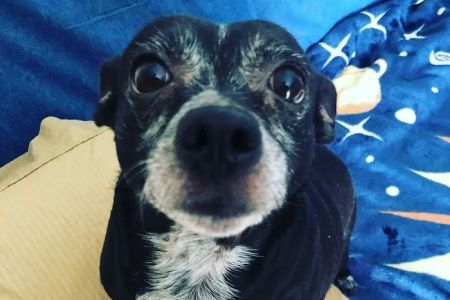 Animal Care Hospital: Halver Mark S DVM