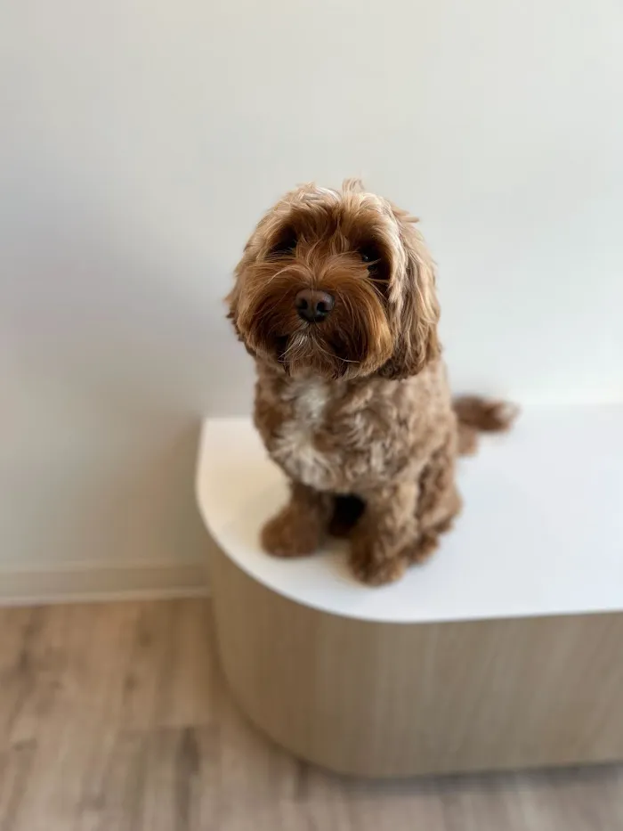 Petfolk Veterinary & Urgent Care - Scottsdale 6