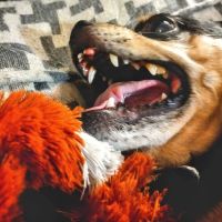 AAWL Community Vet Clinic ico