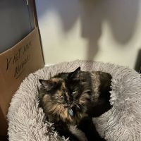 North Kenilworth Veterinary Care ico