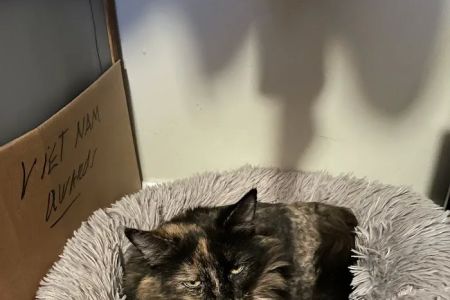 North Kenilworth Veterinary Care