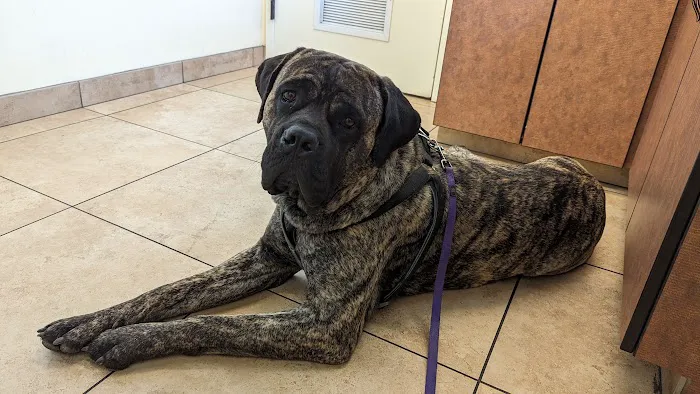 North Kenilworth Veterinary Care 12