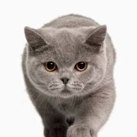 Vet to You ico