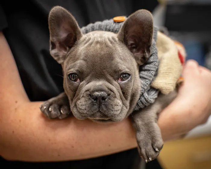 1st Pet Veterinary Centers - Chandler 12