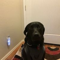 1st Pet Veterinary Centers - Chandler ico