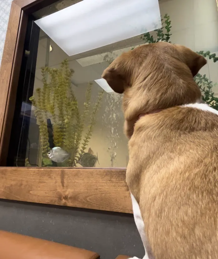 1st Pet Veterinary Centers - Chandler 12