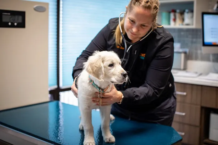 1st Pet Veterinary Centers - Chandler 12