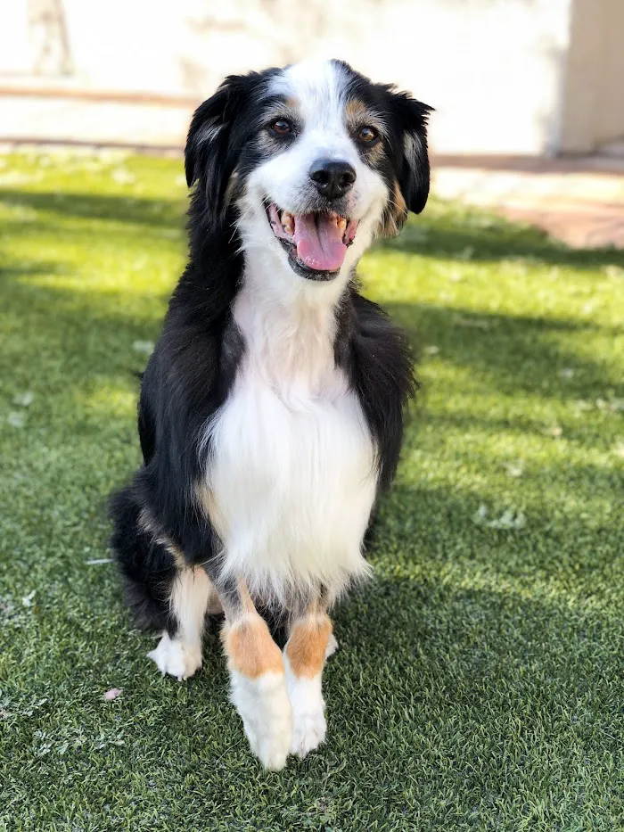 Arizona Veterinary Emergency & Critical Care Center 5