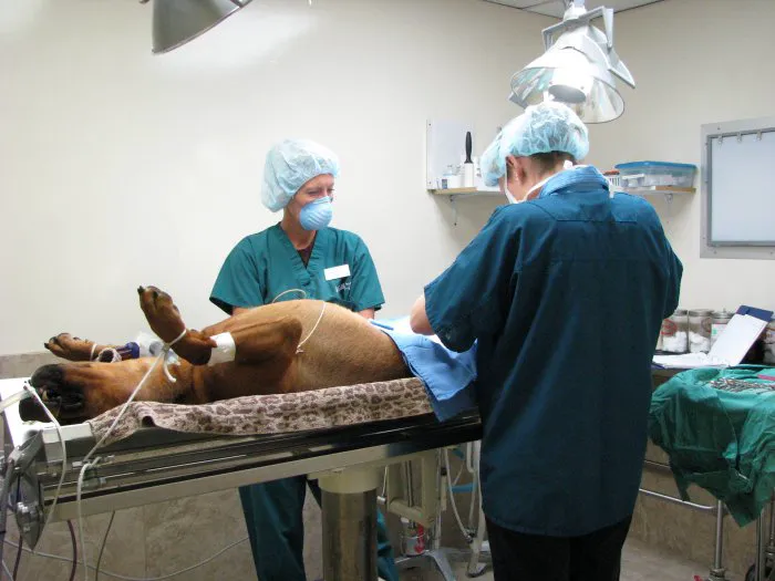 VCA McCormick Ranch Animal Hospital and Emergency Center 12