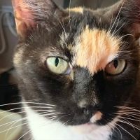 VCA McCormick Ranch Animal Hospital and Emergency Center ico