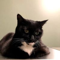 BluePearl Pet Hospital ico