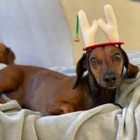 VCA Animal Referral and Emergency Center of Arizona ico