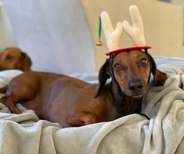 VCA Animal Referral and Emergency Center of Arizona