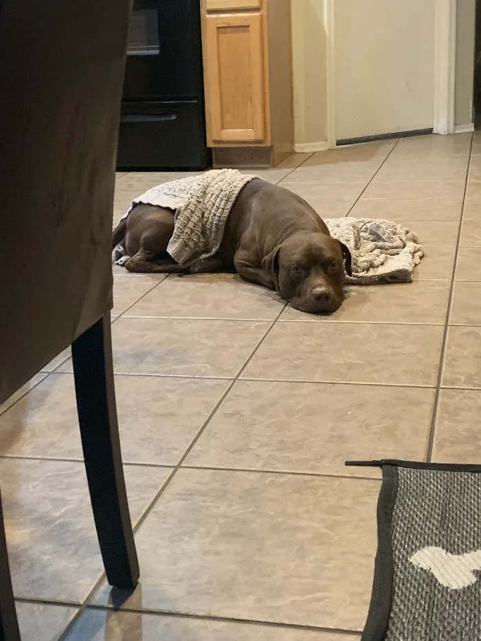 VCA Animal Referral and Emergency Center of Arizona 4