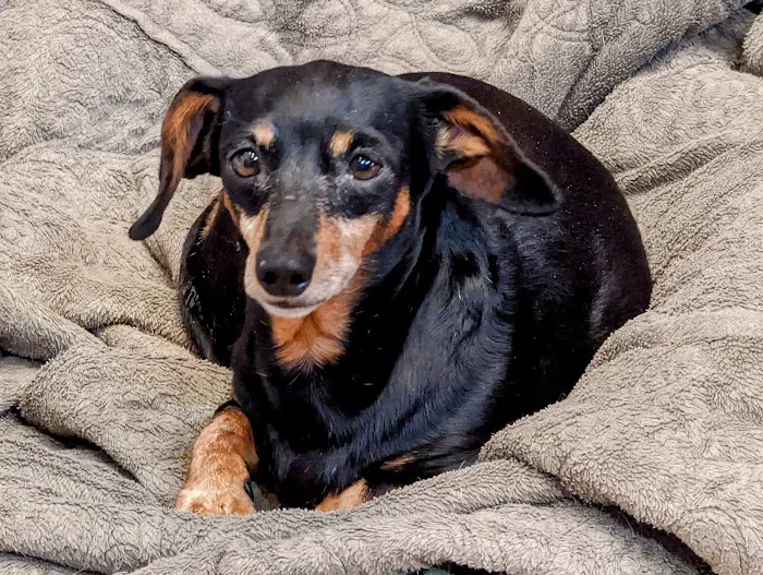 VCA Animal Referral and Emergency Center of Arizona 9