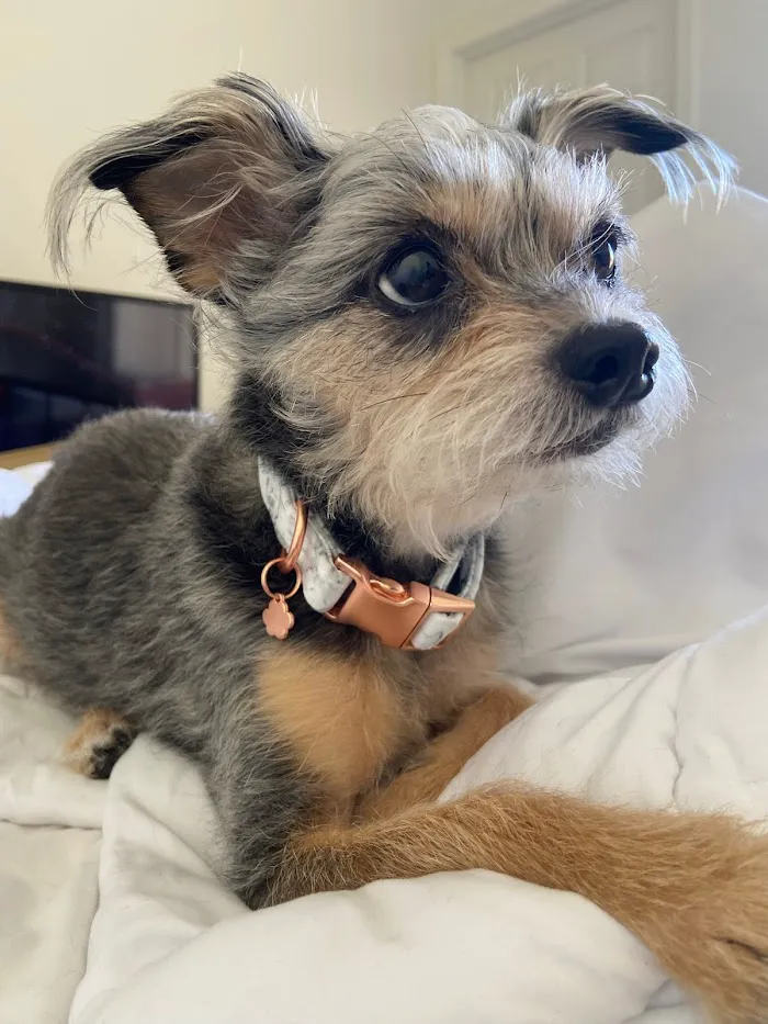 VCA Animal Referral and Emergency Center of Arizona 8
