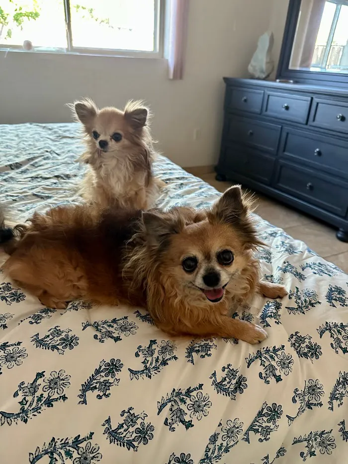 VCA Animal Referral and Emergency Center of Arizona 5
