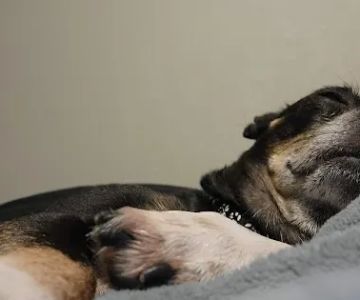 Scottsdale Veterinary Clinic Dental & Surgery Center