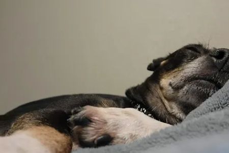 Scottsdale Veterinary Clinic Dental & Surgery Center