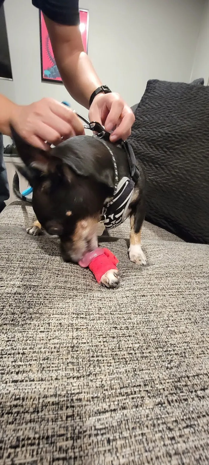 Scottsdale Veterinary Clinic Dental & Surgery Center 8
