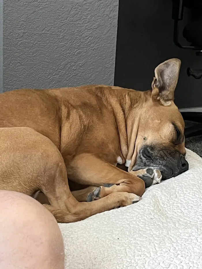 Blue Cross Veterinary Clinic 12