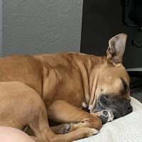 Blue Cross Veterinary Clinic ico